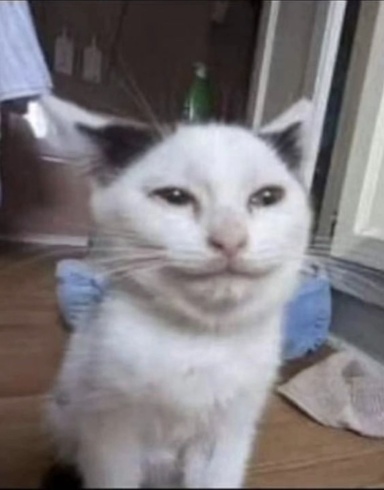 bobik62