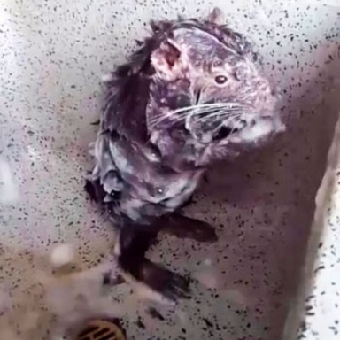 JesterCat