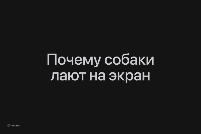 Собакам важно, что идёт по телевизору: для животных картинка на экране — реальный мир. Собакам важно, что идёт по телевизору: для животных картинка на экране — реальный мир.