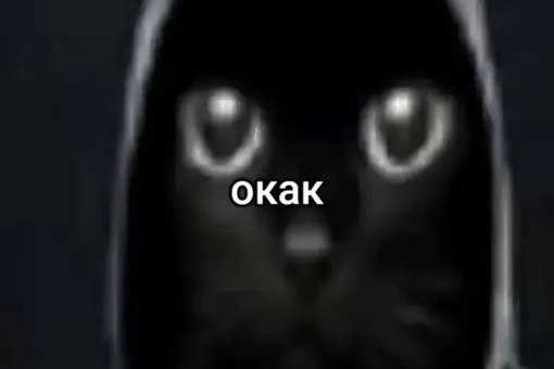 Что: из-за кошек мужская фертильность упала по всему миру — это предполагают учёные. Что: из-за кошек мужская фертильность упала по всему миру — это предполагают учёные.