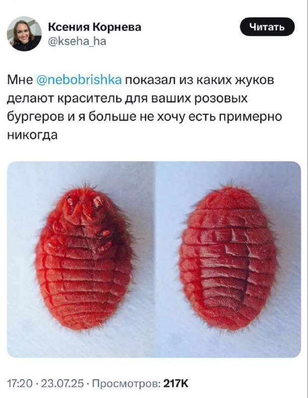 ШОК: розовые бургеры Hello Kitty делают из НАСЕКОМЫХ. Краситель выжимают из самок кошенильных червецов — мелкую гадость разводят в кактусах для получения вещества Е120. ШОК: розовые бургеры Hello Kitty делают из НАСЕКОМЫХ. Краситель выжимают из самок кошенильных червецов — мелкую гадость разводят в кактусах для получения вещества Е120.