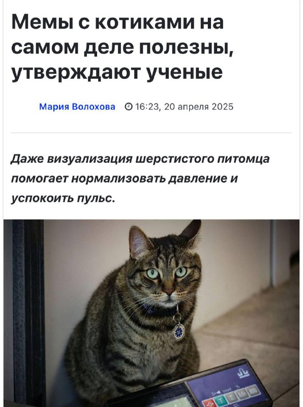 Мемы с котами ЛЕЧАТ психику и убивают стресс. Психологи заявили, что всего парочка смешных картинок с пушистыми способны снизить тревожность и снять напряжение. Мемы с котами ЛЕЧАТ психику и убивают стресс. Психологи заявили, что всего парочка смешных картинок с пушистыми способны снизить тревожность и снять напряжение.