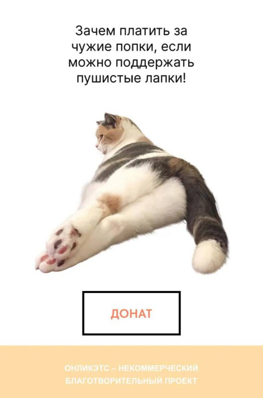 Онлифанс для КОШЕК нашли в сети — вместо моделей тут пушистики. Онлифанс для КОШЕК нашли в сети — вместо моделей тут пушистики.