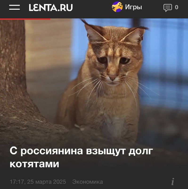 В Краснодарском крае мужчину обязали выплатить долг КОТЯТАМИ. В Краснодарском крае мужчину обязали выплатить долг КОТЯТАМИ.