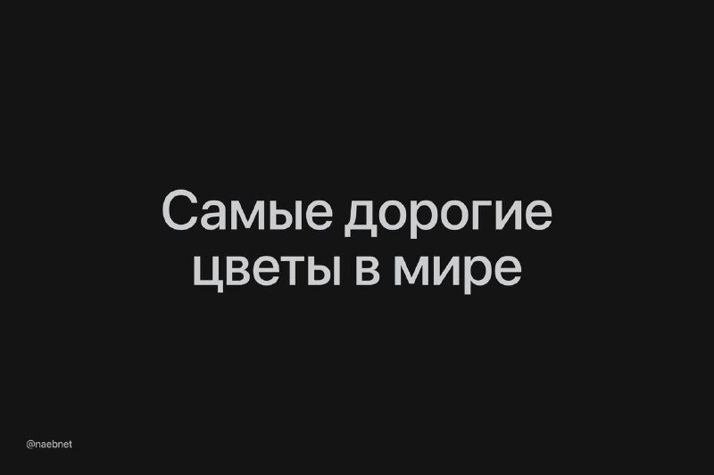 В России оказались далеко не самые дорогие букеты на 8 Марта, подсчитали РИА Новости. В России оказались далеко не самые дорогие букеты на 8 Марта, подсчитали РИА Новости.