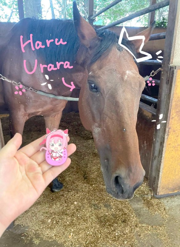 Гача про лошадок-тяночек — Umamusume: Pretty Derby сделала популярной лошадь, которая не выиграла ни одной гонки Гача про лошадок-тяночек — Umamusume: Pretty Derby сделала популярной лошадь, которая не выиграла ни одной гонки