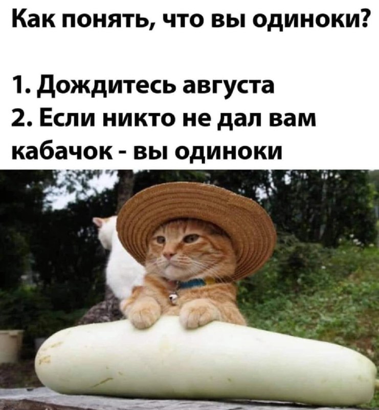 Кабачок — мастхэв для вашего здоровья: врачи назвали 7 причин включить его в свой рацион. Кабачок — мастхэв для вашего здоровья: врачи назвали 7 причин включить его в свой рацион.