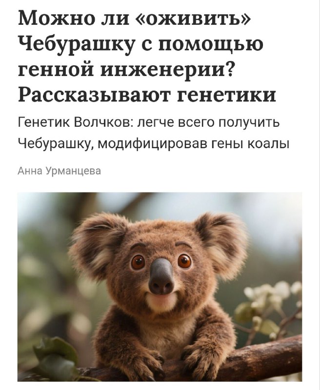 Учёные придумали, как сделать из коалы ЧЕБУРАШКУ — для этого достаточно изменить несколько сотен генов. Учёные придумали, как сделать из коалы ЧЕБУРАШКУ — для этого достаточно изменить несколько сотен генов.